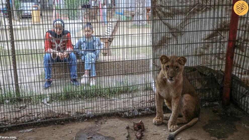 (تصاویر) گرسنگی آزاردهنده حیوانات باغ وحش غزه
