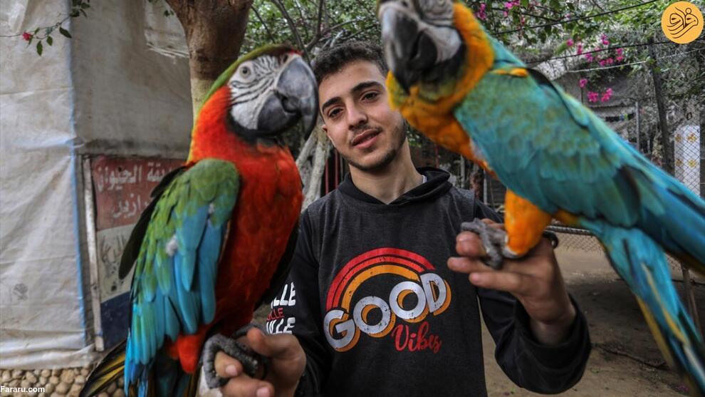 (تصاویر) گرسنگی آزاردهنده حیوانات باغ وحش غزه