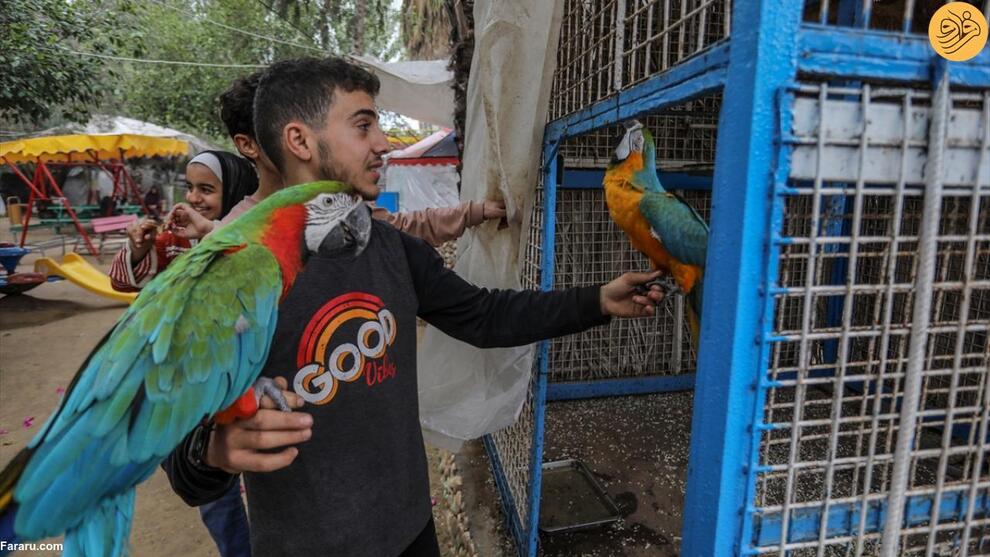 (تصاویر) گرسنگی آزاردهنده حیوانات باغ وحش غزه