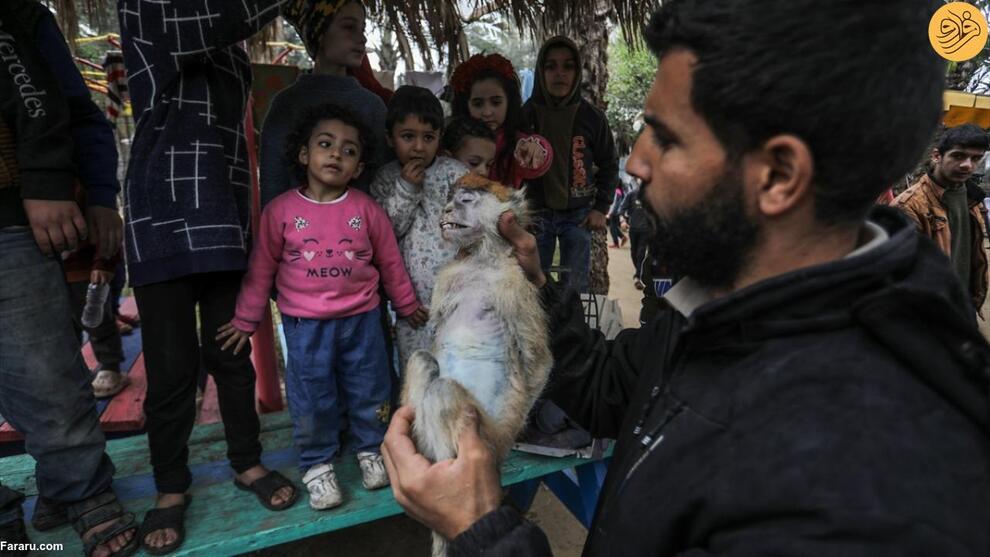 (تصاویر) گرسنگی آزاردهنده حیوانات باغ وحش غزه