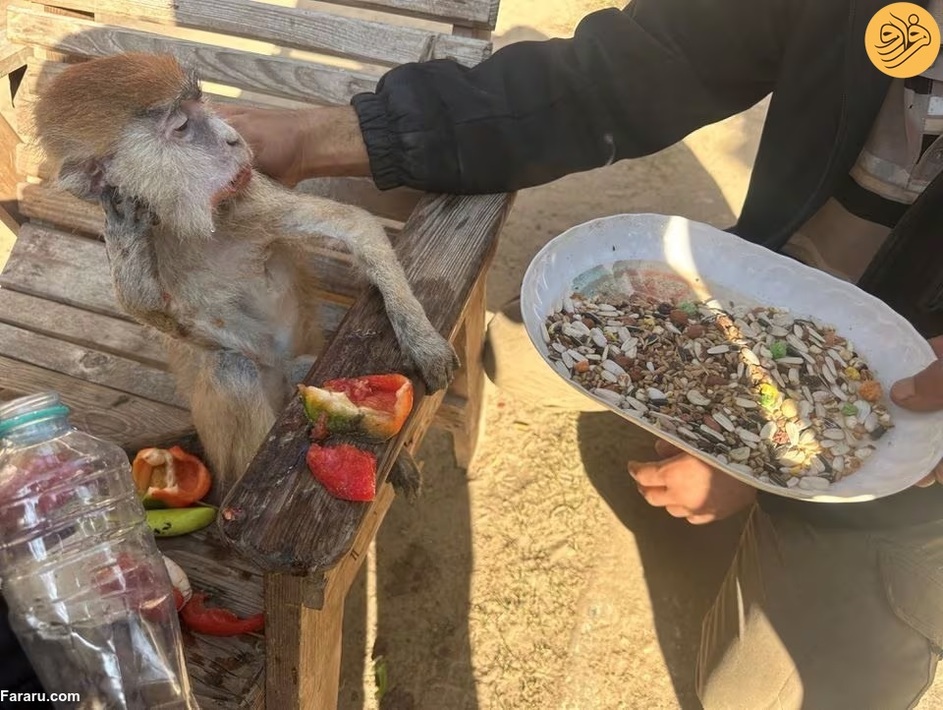 (تصاویر) گرسنگی آزاردهنده حیوانات باغ وحش غزه