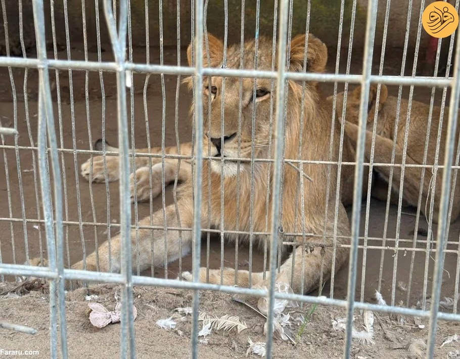 (تصاویر) گرسنگی آزاردهنده حیوانات باغ وحش غزه