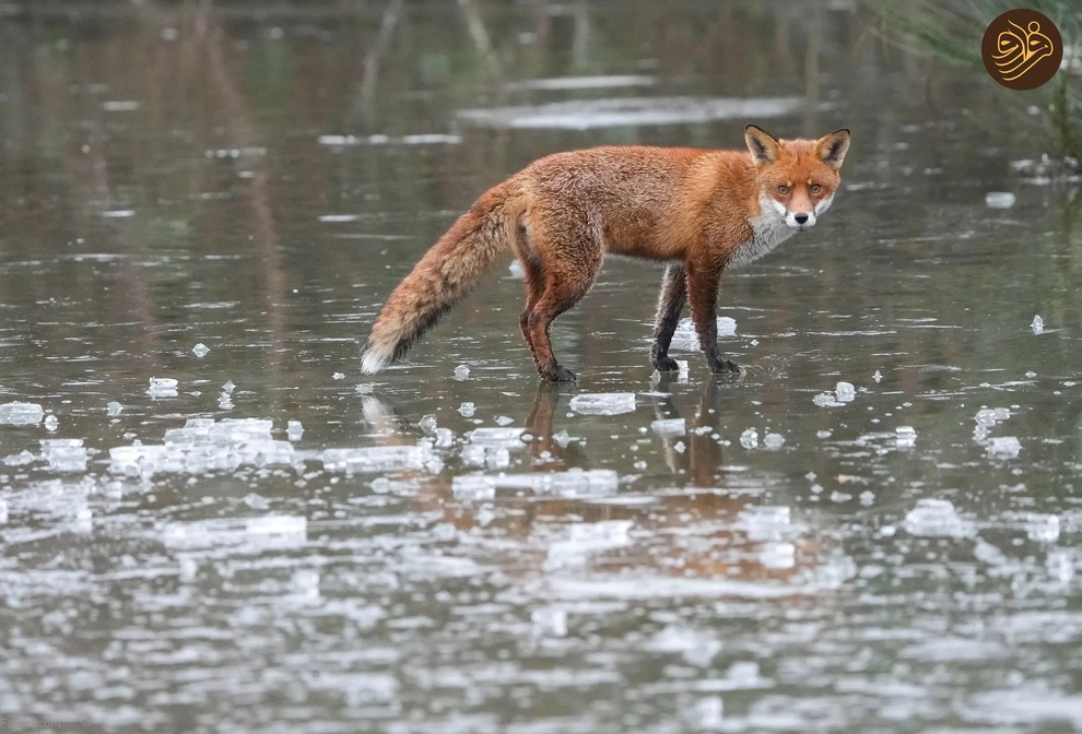 تصاویر منتخب حیات وحش در یک هفته