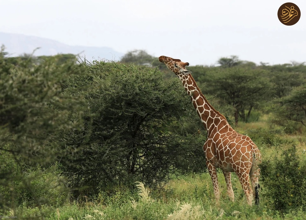 تصاویر منتخب حیات وحش در یک هفته