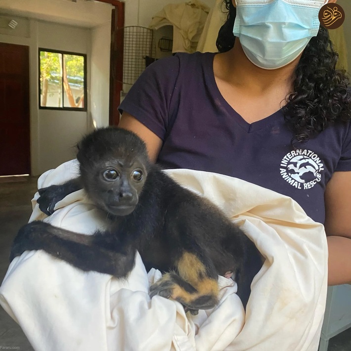 تصاویر منتخب حیات وحش در یک هفته