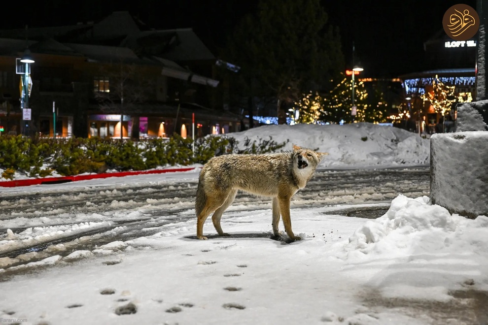 تصاویر منتخب حیات وحش در یک هفته