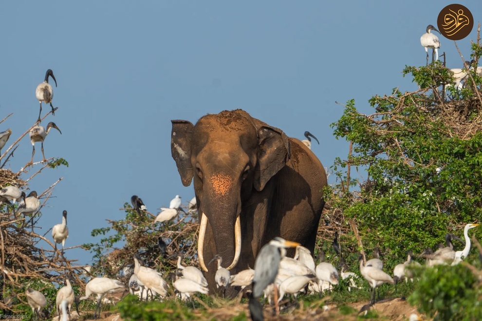 تصاویر منتخب حیات وحش در یک هفته