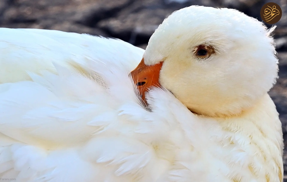 تصاویر منتخب حیات وحش در یک هفته