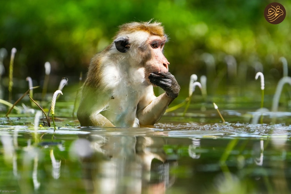 تصاویر منتخب حیات وحش در یک هفته