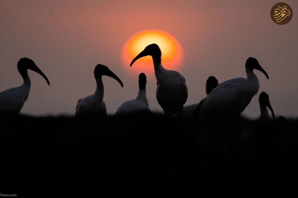 تصاویر منتخب حیات وحش در یک هفته