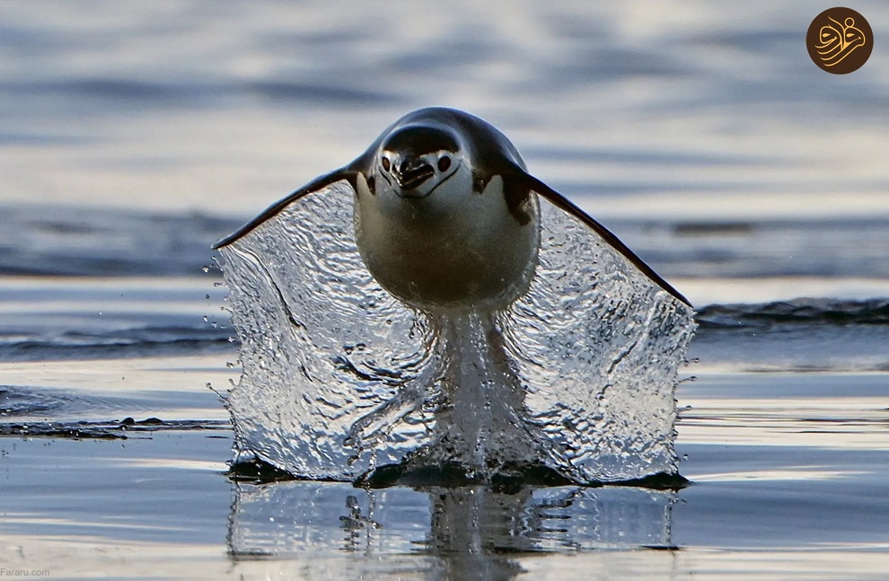 تصاویر منتخب حیات وحش در یک هفته