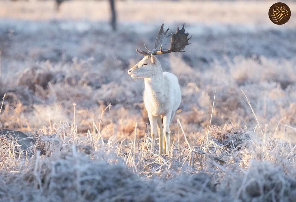 تصاویر منتخب حیات وحش در یک هفته