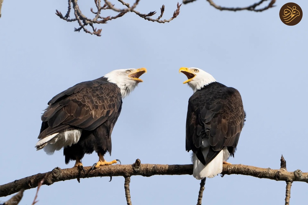 تصاویر منتخب حیات وحش در یک هفته
