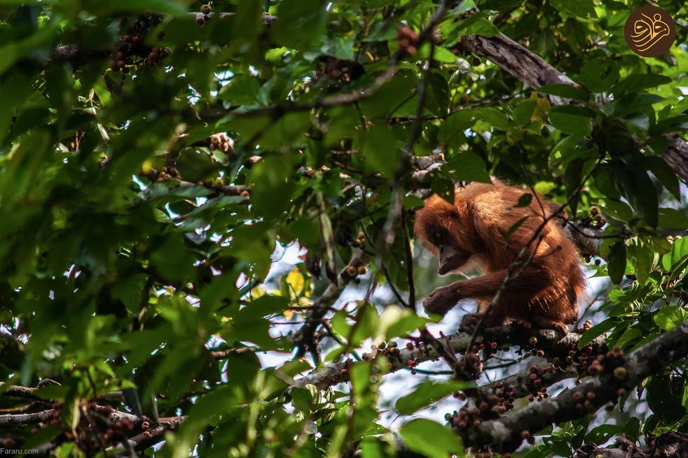 تصاویر منتخب حیات وحش در یک هفته