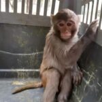ببینید / نگهداری میمون و پرندگان شکاری در یک قفس در باغ وحش زاهدان!