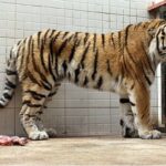 ویدیو / تولد یک قلاده ببر سیبری در باغ وحش کپنهاگ با هدف تلاش برای حفاظت از گربه‌های در حال انقراض