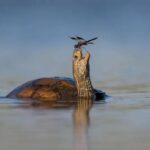 تصاویر | شکار لحظات جالب از حیات وحش