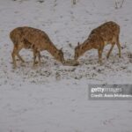 (تصاویر) پایین آمدن حیوانات وحشی از ارتفاعات برفی لواسان