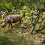 (تصاویر) بازگشت کرگدن سیاه به منطقه‌ای که ۵۰ سال پیش منقرض شد