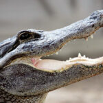 ببینید | شوخی عجیب اکراس آفریقایی با تمساح در حال استراحت