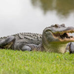 ببینید | | لحظه حیرت‌انگیز جهش دو متری تمساح برای شکار پهپاد