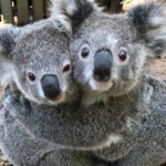 ببینید | سوگواری و گریه غم‌انگیز یک کوآلا برای هم نوع مرده‌اش