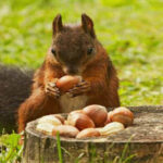 ببینید | ذخیره بلوط در دکل مخابراتی توسط یک سنجاب!