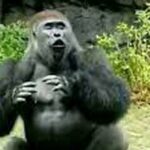 ببینید | ترسیدن و فرار کردن خنده‌دار یک گوریل از یک غاز