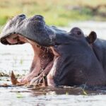 ببینید | حمله دست جمعی اسب‌های آبی به یک تمساح