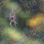 ببینید | تکنیک حیرت‌انگیز یک عنکبوت برای شکار یک مورچه بزرگ در حال حرکت!