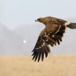 ببینید | لحظه حمله عقاب به دسته فلامینگوها