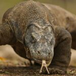 ببینید | وحشت مردم از چسبیدن اژدهای کومودو به دستگاه عابربانک!