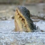 ببینید | شجاعت حیرت‌انگیز دختر جوان؛ حمله به سمت تمساح برای شکار مقابل چشم مردم!