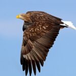 ببینید | لحظه باورنکردنی قاپیدن طعمه از دهان روباه توسط عقاب تیزچنگال!