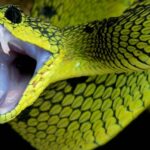 ببینید | تا به حال ساختار دندان های مار را دیده‌اید؟