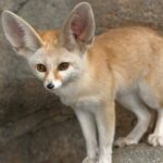 ببینید | هیجان‌زدگی روباه صحرایی از ملاقات همبازی بچگی‌اش