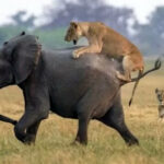 ببینید | لحظه تلخ حمله دو شیر به یک بچه فیل!