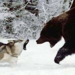 ببینید | پناه بردن یک خرس از ترس گرگ‌های وحشی به بالای درخت