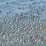 ببینید | یخ زدن هزاران پرنده در کنار دریاچه‎ای در چین!