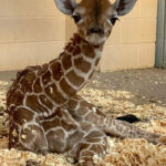 ببینید | لحظات بانمک از حال‌واحوال یک زرافه پنجاه روزه!