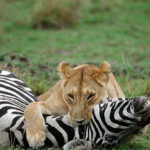 ببینید | نجات شجاعانه گورخر ماده توسط گورخر نر از چنگال شیر