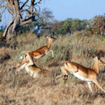 ببینید | حمله ناگهانی گوزن نر به یک پسر جوان در مقابل گوزن‌های ماده!