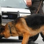 ببینید | سگ‌های بمب‌یاب در خیابان‌های قم؛ تدابیر امنیتی برای جشن نیمه شعبان