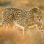 ببینید |‍ هجوم سگ‌ها به گونه رو به انقراض پلنگ ایرانی