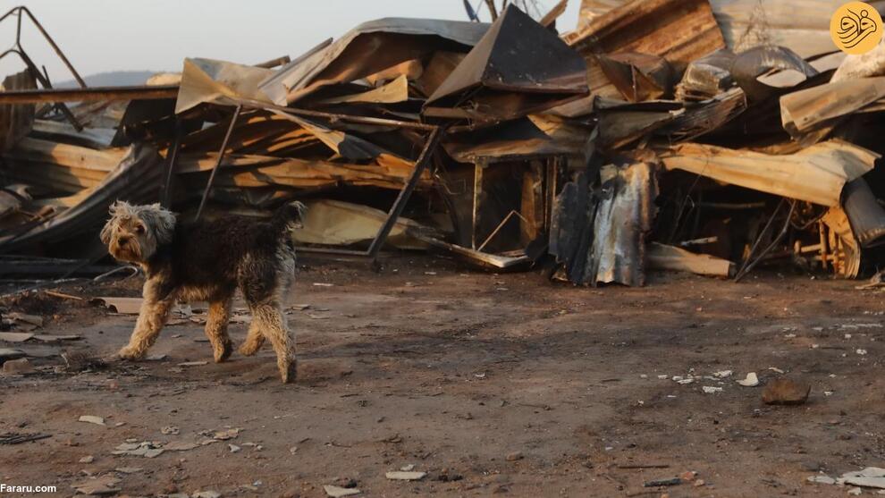 (تصاویر) آتش‌سوزی‌های مرگبار در شیلی