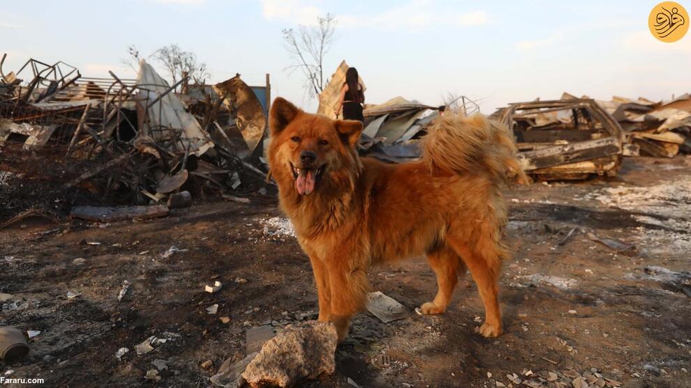 (تصاویر) آتش‌سوزی‌های مرگبار در شیلی