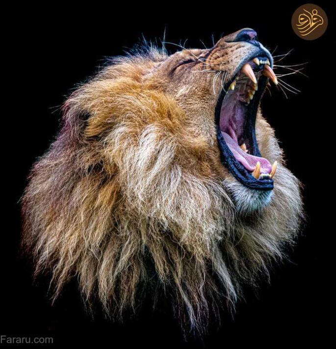 (تصاویر) آرواره‌های باز ترسناک‌ترین شکارچیان را ببینید