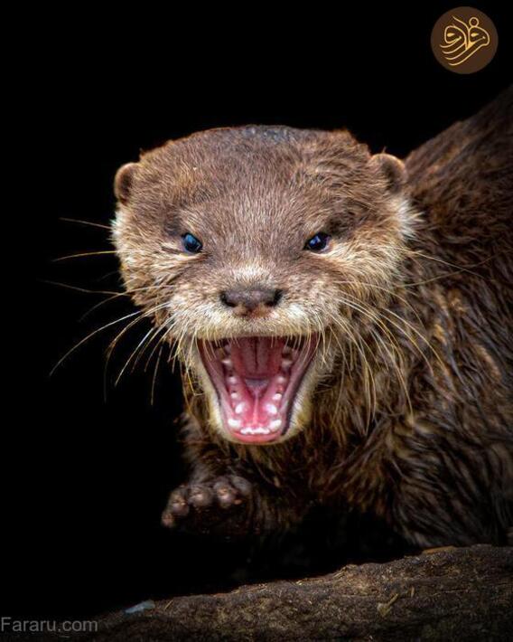 (تصاویر) آرواره‌های باز ترسناک‌ترین شکارچیان را ببینید