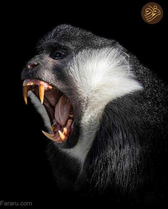 (تصاویر) آرواره‌های باز ترسناک‌ترین شکارچیان را ببینید