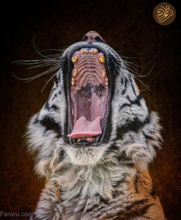 (تصاویر) آرواره‌های باز ترسناک‌ترین شکارچیان را ببینید